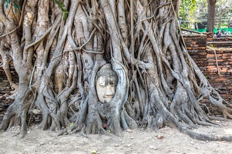 Ayutthaya Head of Buddha statue in tree ... | Stock image | Colourbox