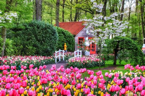 Keukenhof Flower Fields Tour | Best Flower Site