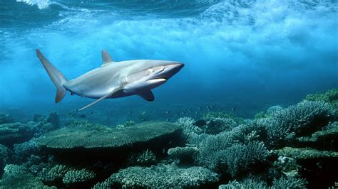 Gray wale underwater, shark, coral, sea, animals HD wallpaper | Wallpaper Flare