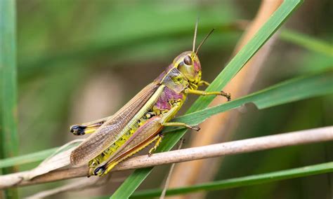 Grasshopper Facts, Types, Diet, Reproduction, Classification, Pictures