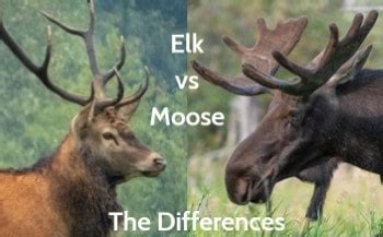 Elk vs Moose, Differences, How to Tell, a Quick Guide