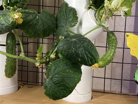 Parthenocarpic Cucumbers For Your Indoor Garden