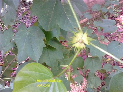 Gossypium herbaceum-Kapu කපු - Herbal Plants of Asia