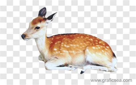 Deer, Hiran Animal Png Image Free | Graficsea