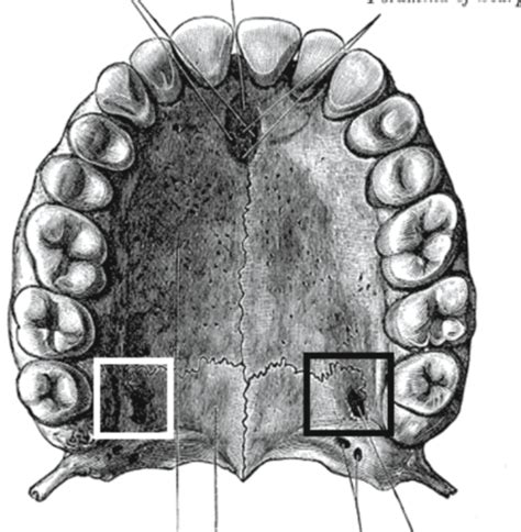 Palatine bone Flashcards | Quizlet