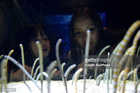 23 Tokyo Skytree Aquarium Stock Photos, High-Res Pictures, and Images ...