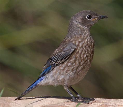 Western Bluebird | San Diego Bird Spot