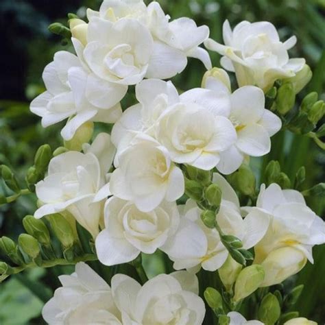 Freesia double white – Artofit