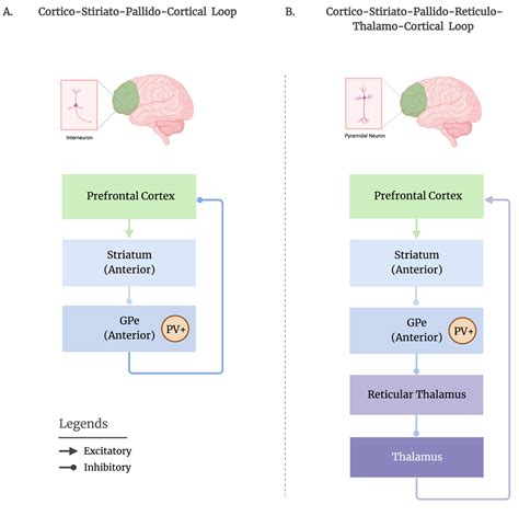 Brain Sciences | Free Full-Text | Arousal Regulation by the External ...