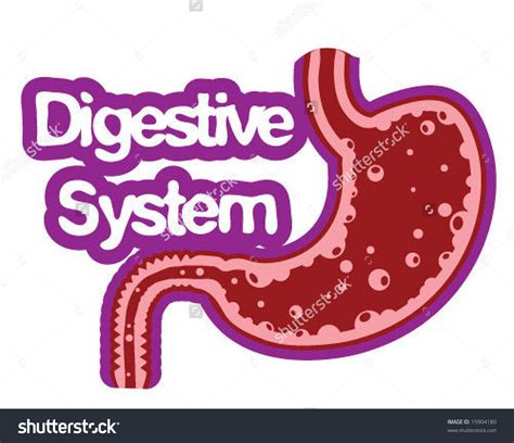 Digestive System Clipart And Look At Clip Art Images Clipartlook ...