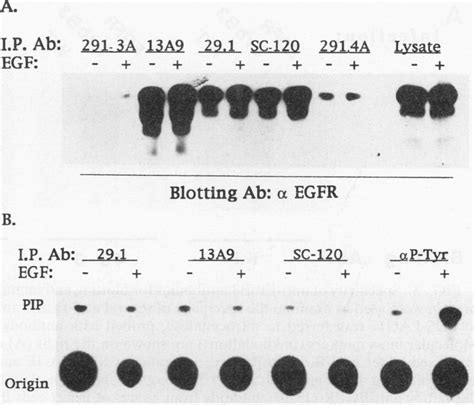 Relative effects of different anti-EGFR antibodies in... | Download Scientific Diagram