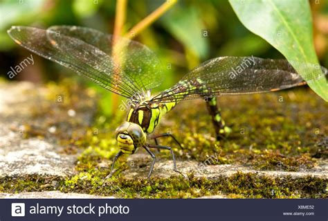 Eggs Of Dragonfly High Resolution Stock Photography and Images - Alamy