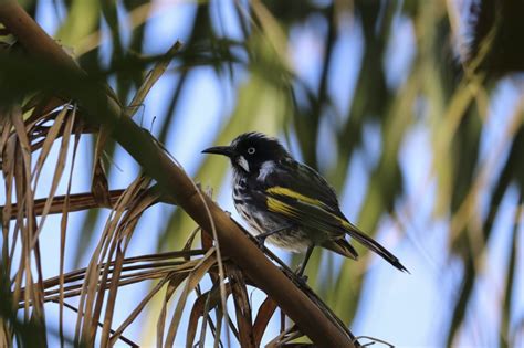 Free Images : nature, branch, flower, animal, wildlife, beak, avian, fauna, plumage, feathers ...