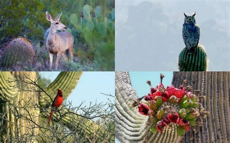 Bosque de Sahuaros, los soldados del desierto de Sonora - El Sol de Tampico | Noticias Locales ...