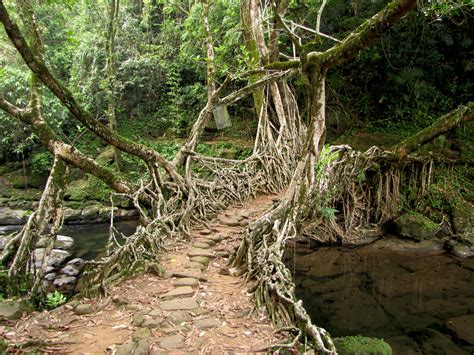 Living Root Bridge - by Soumya Menon | Text by Soumya Menon … | Flickr