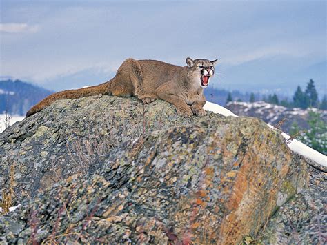 Cougar Hunting Tips & Tactics - Game & Fish