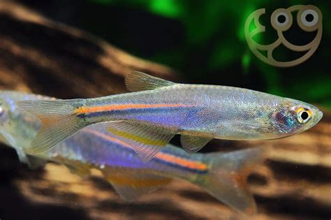 Pearl Danio - Danio albolineatus Fish Profile & Care Guide