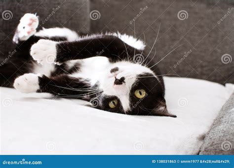 FUNNY BLACK CAT PLAYING OVER the SOFA, LOOKING at CAMERA Stock Image - Image of eyes, animal ...