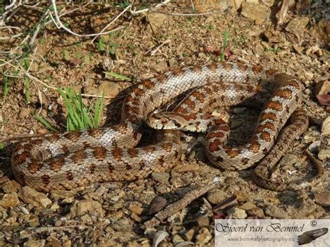 Leopard Snake (Zamenis situla) - Skyros, Greece | Reptiles and amphibians, Snake, Amphibians