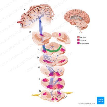 Substantia nigra: Anatomy, structure and function | Kenhub