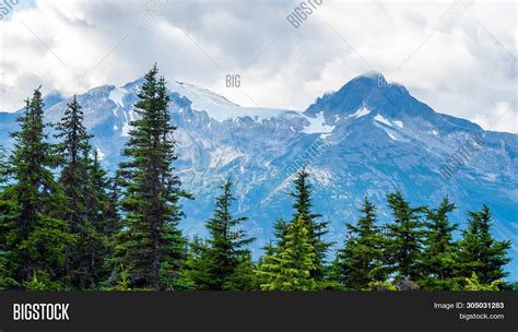 Pine Trees Snow Capped Image & Photo (Free Trial) | Bigstock