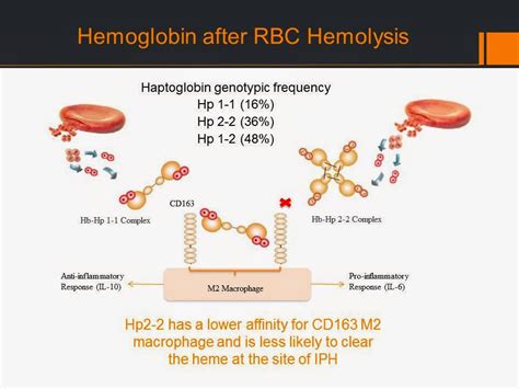 MiWord of the Day Is… Haptoglobin! – Tyrrell4innovation