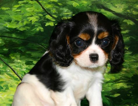 Mini a Cavalier King Charles Spaniel Puppy | King charles cavalier spaniel puppy, King charles ...