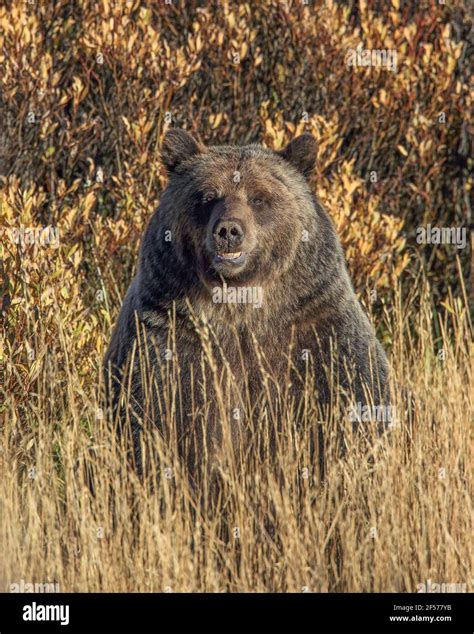 Grizzly bear in habitat Stock Photo - Alamy