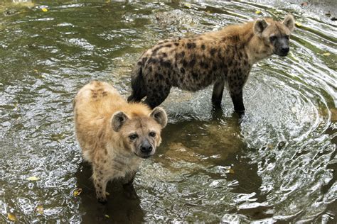 Hyenas: Misunderstood Predators of the Savannah | Wild View