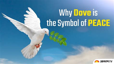 International peace day 2021: Why dove is the symbol of peace and is depicted with a Twig in ...