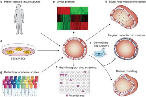 Pin on Organoid