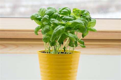 Sweet Basil Plant Container Size at Leonard Johnson blog