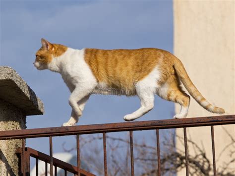 Cat on the fence stock image. Image of expression, companion - 22907763