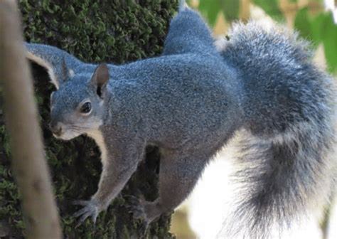 Western Gray Squirrel Facts & Habitat Insights