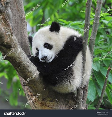 Giant Panda Bear Sleeping In Tree Stock Photo 102601064 : Shutterstock