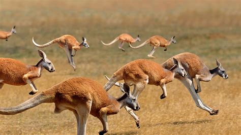 Red Kangaroos Jumping – Bing Wallpaper Download