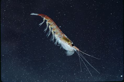 Antarctic Krill Swarm