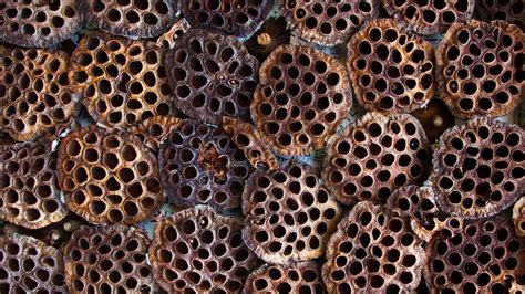 What is Trypophobia? And Is It Real? | Mental Floss