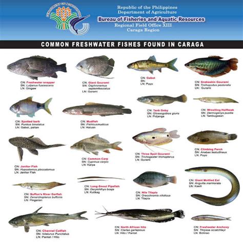 Freshwater Fishes Found In Caraga - The Philippines Today