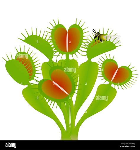 Venus flytrap Stock Vector Images - Alamy