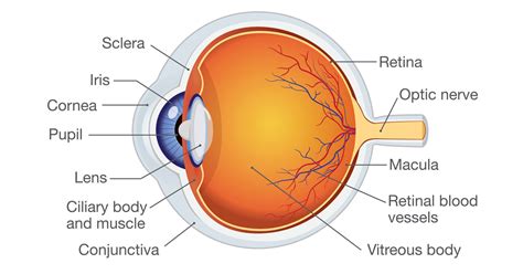 Eye floaters: what causes them and when to see a doctor | Nebraska ...