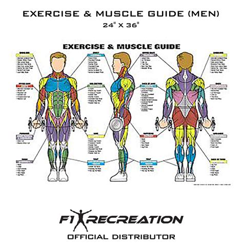 Original Exercise And Muscle Guide Fitness Chart Men Nfc1 2b F1 | Free Download Nude Photo Gallery