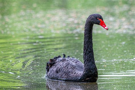 Black Swan Bird - Free photo on Pixabay