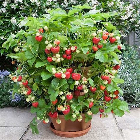 6 Best Strawberry Planters | Grow Green Food