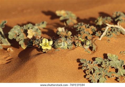 Colocynth Plant Citrullus Colocynthis Sahara Desert Stock Photo (Edit Now) 769119184