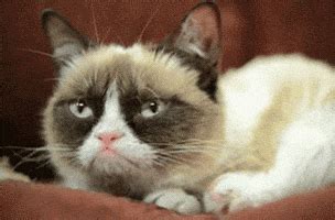 Grumpy Cat GIFs - Find & Share on GIPHY