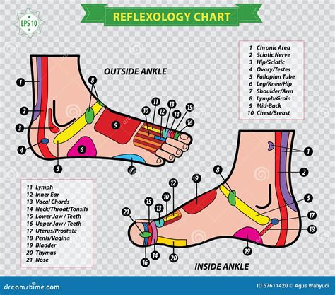 Acupressure Foot Diagram