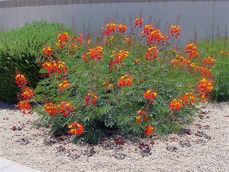 Texas Flowering Shrubs Bushes