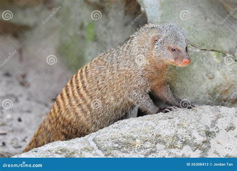 Mongoose In Its Habitat Stock Photography - Image: 26308412