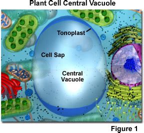 Molecular Expressions Cell Biology: Plant Cell Structure - Vacuoles